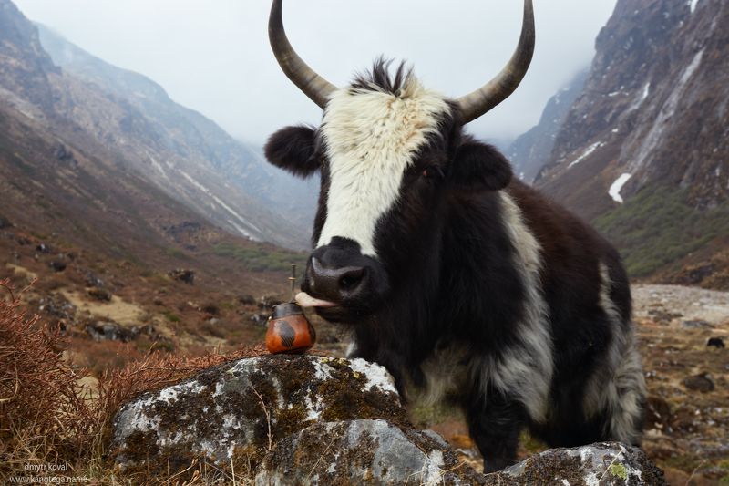 гималаи и крым вне треков Дикое матепитье фото превью
