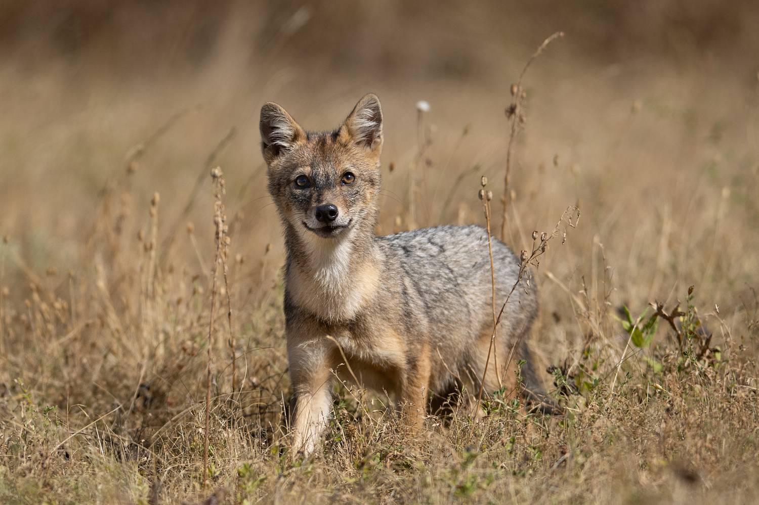 , Мартин Попов