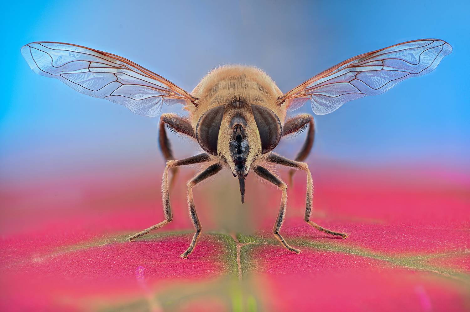 ceclii, macro, Ganev Tsvetan