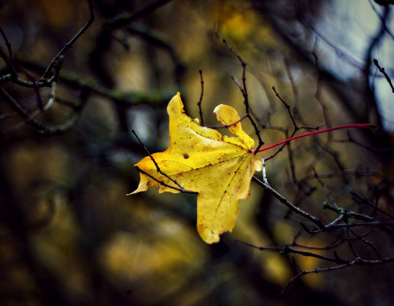 С надеждой на весну... фото превью