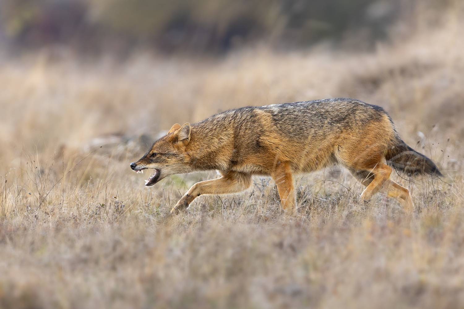 Чакал/ Canis aureus, Petar Bogdanov