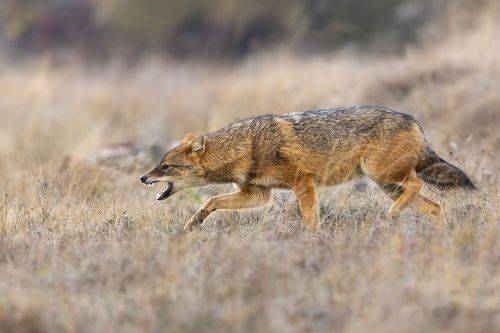 Чакал/ Canis aureus