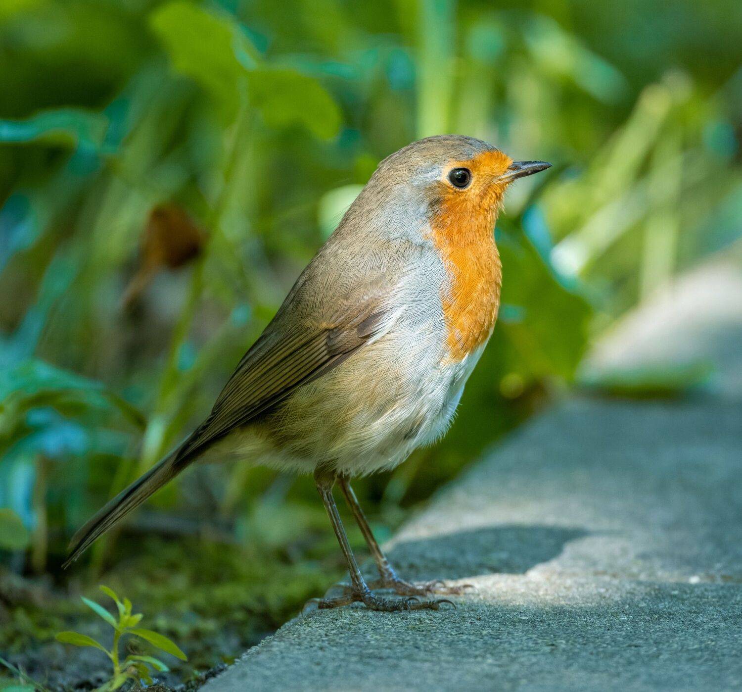 , Дэм Константин