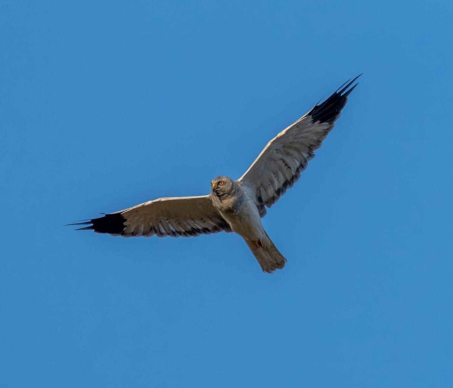 , Дэм Константин