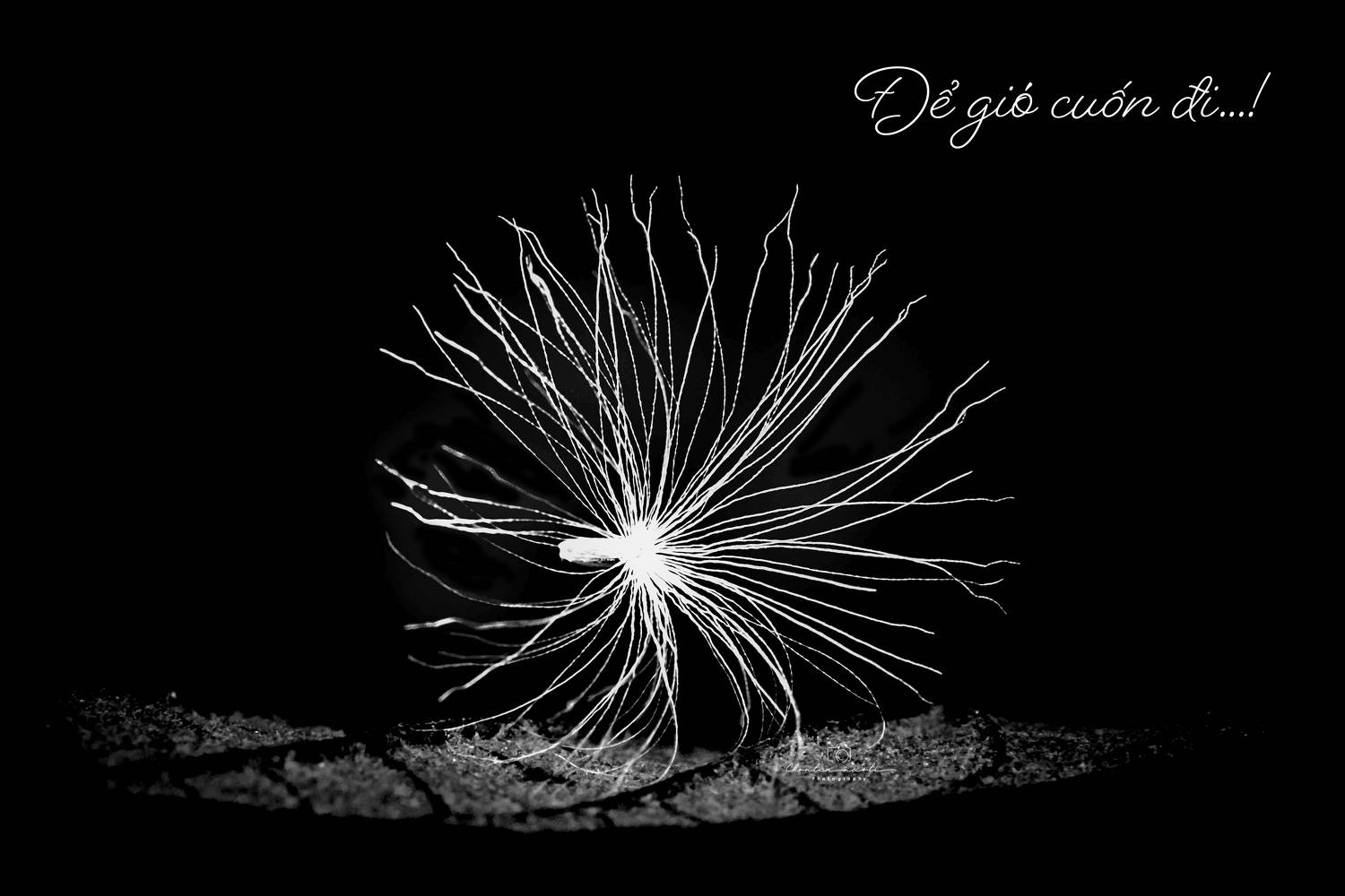 wind, black, white, small, macro, plant, dark, seed, light, NeCoTi ChonTin