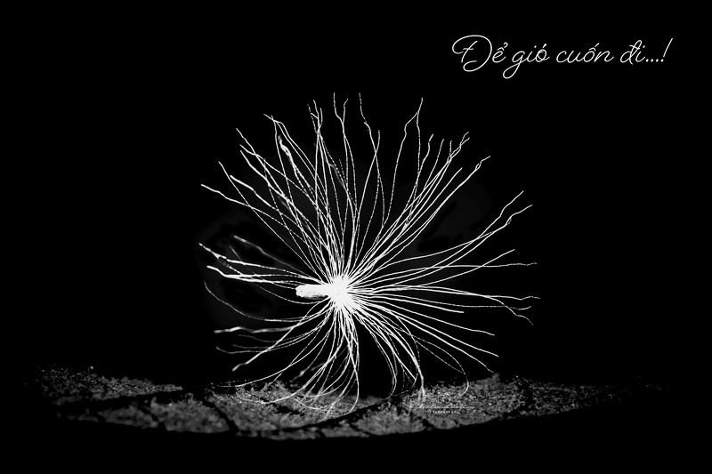 wind, black, white, small, macro, plant, dark, seed, light Let the wind take it away фото превью
