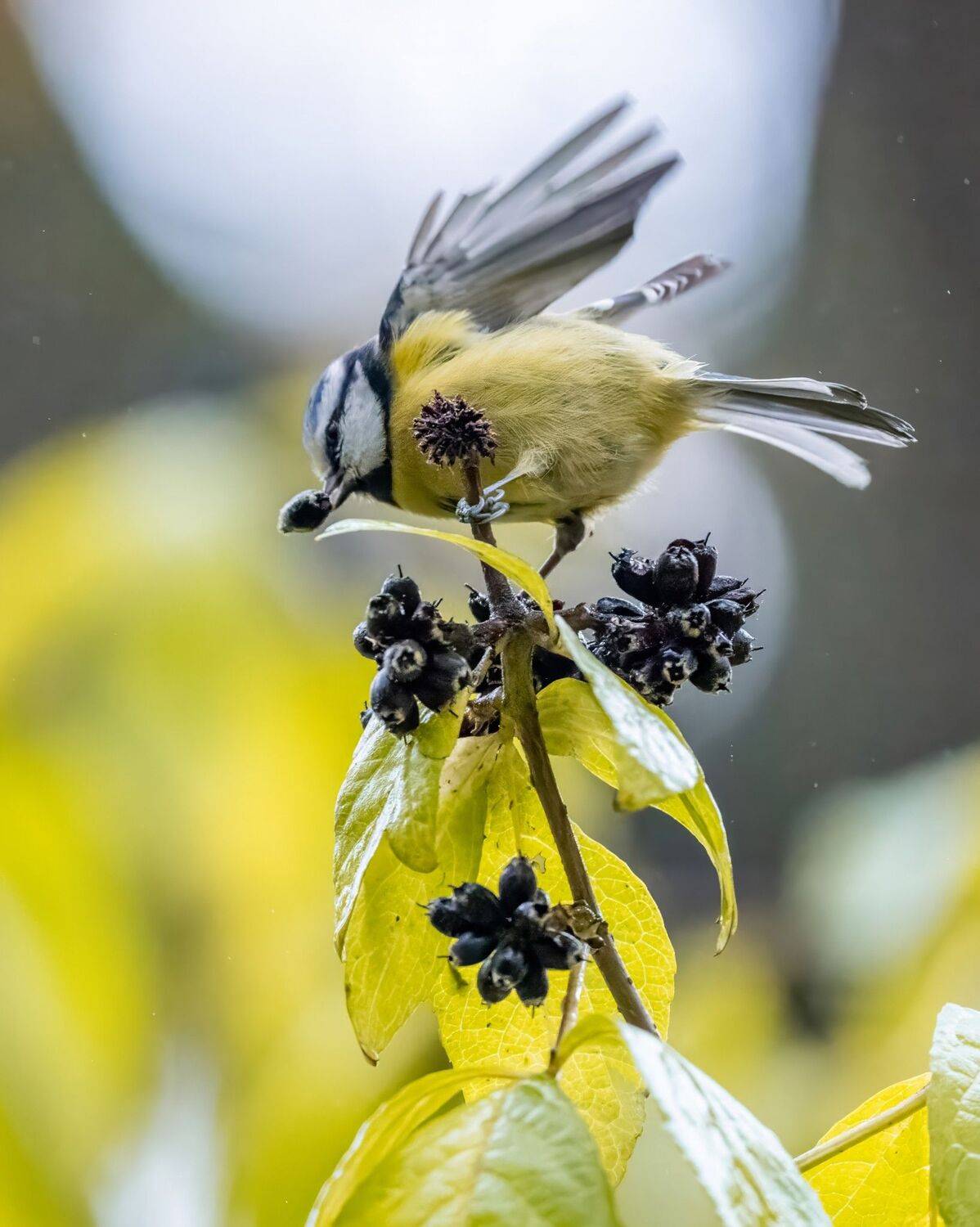 , Дэм Константин