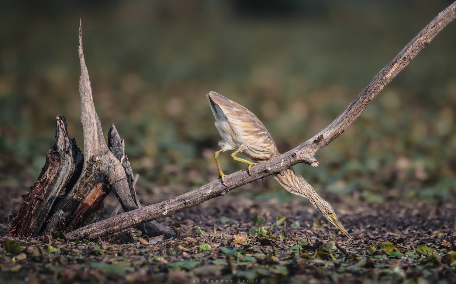 жёлтая цапля, ardeola ralloides, цапля, Круль Александр