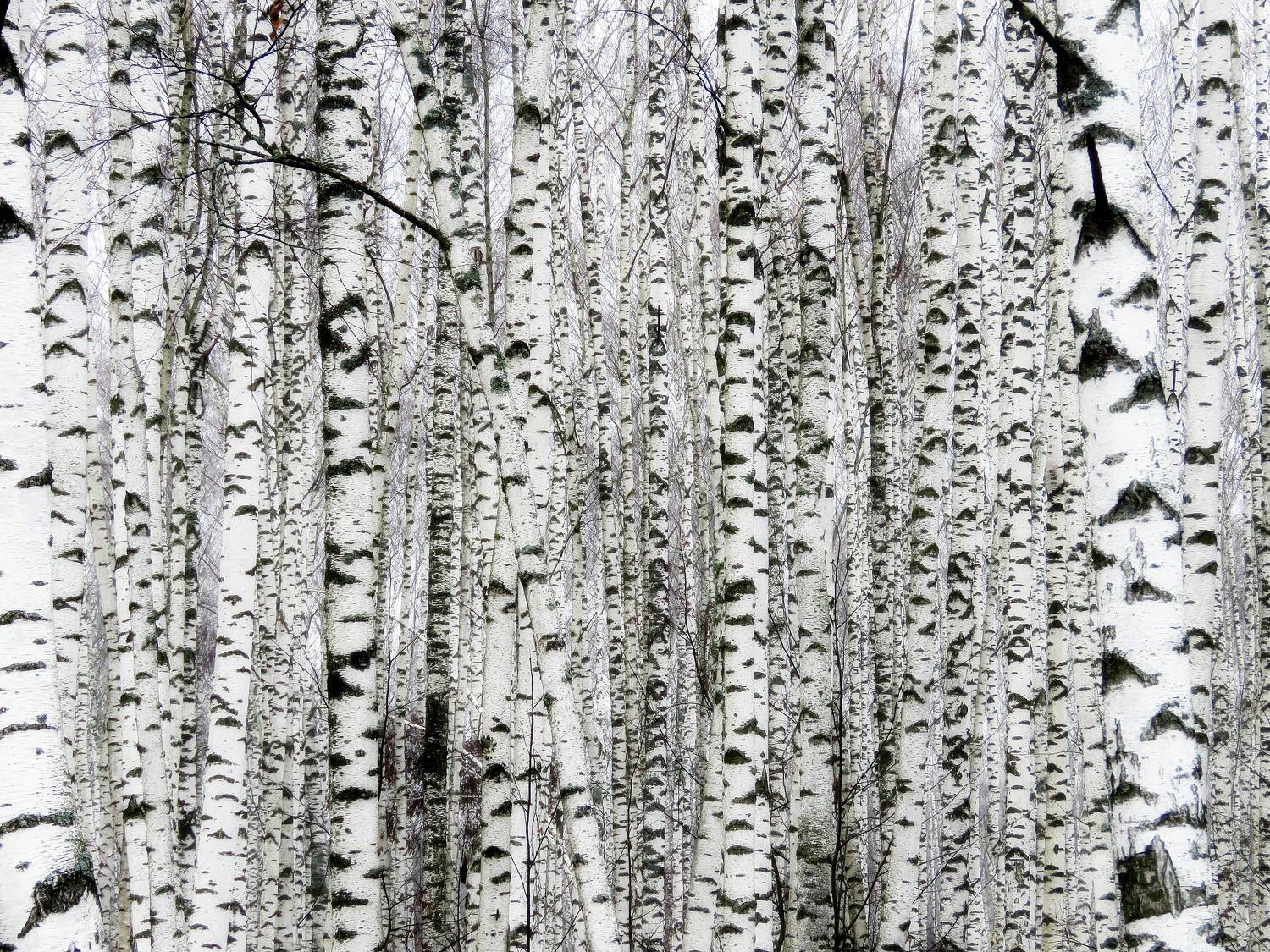 , ИГОРЬ МЕЛЬНИКОВ