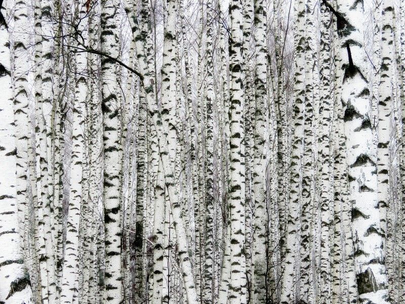 ............... фото превью