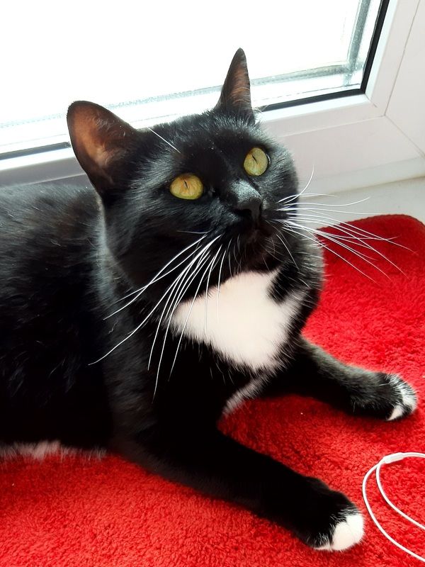 Красное и чёрное. И немного солнца фото превью