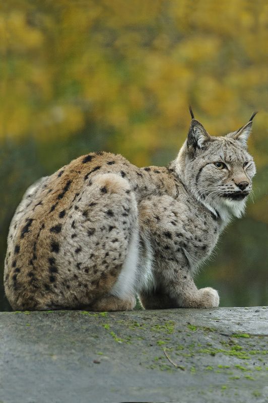 Bobcat фото превью