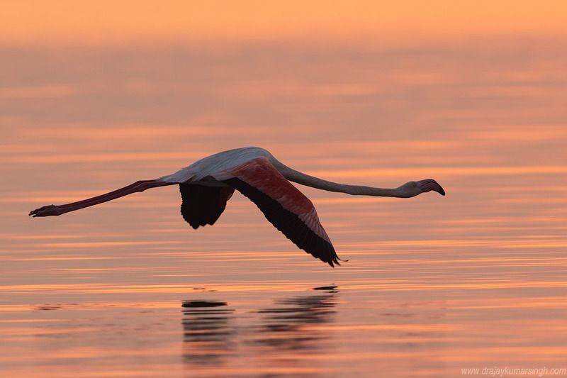 Greater flamingos  flight sunrise Greater flamingos  фото превью
