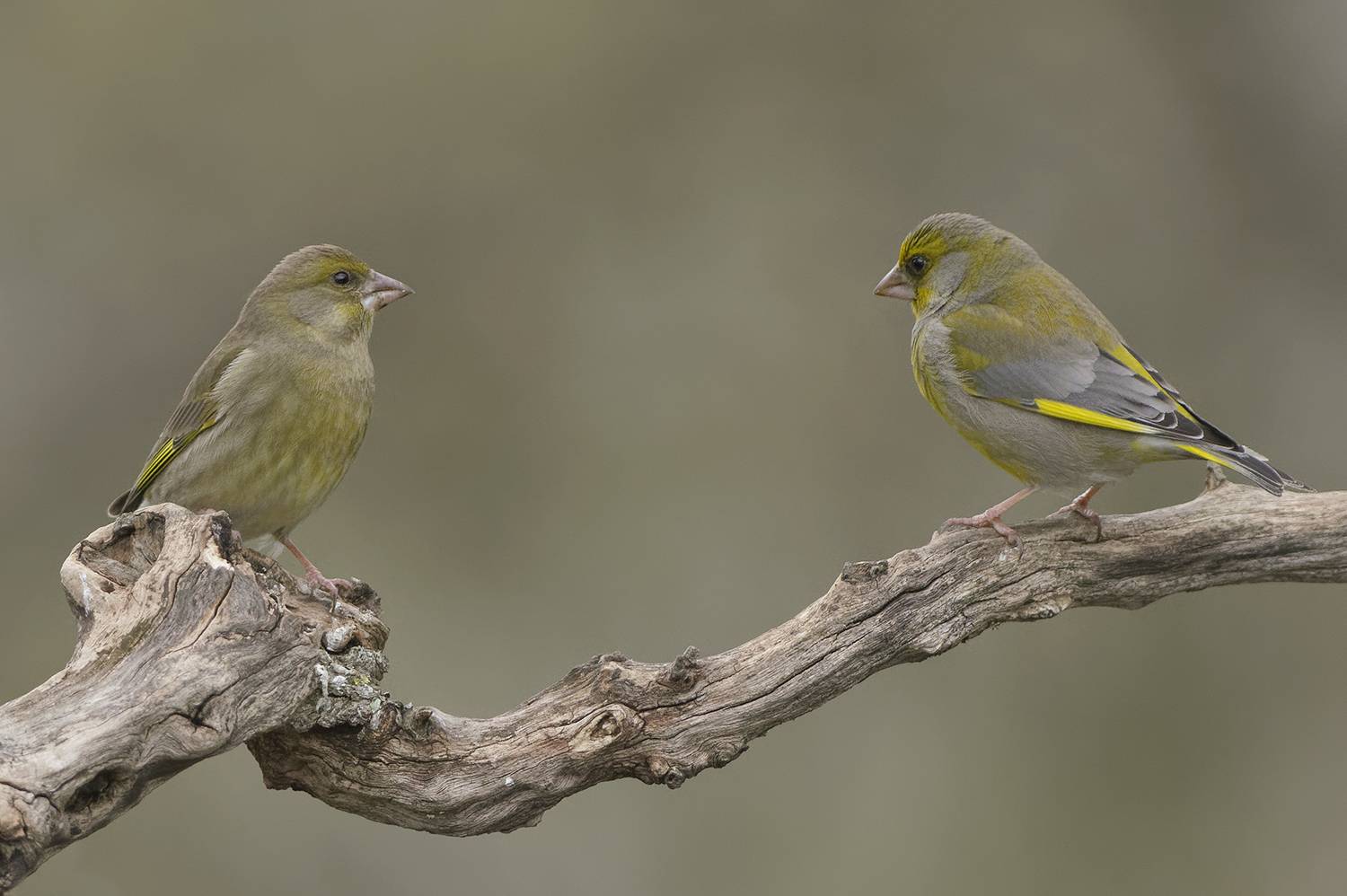 , Евгени Стефанов