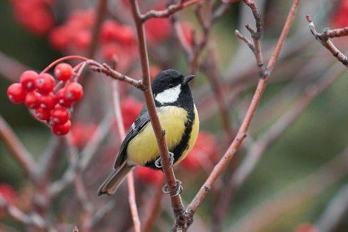 Parus major