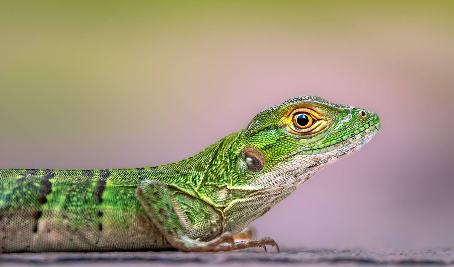 lizard, chameleon, reptile, flower, macro, sunrise, sunset, closeup,, Atul Saluja