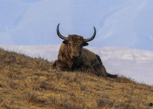 Яки в горах..