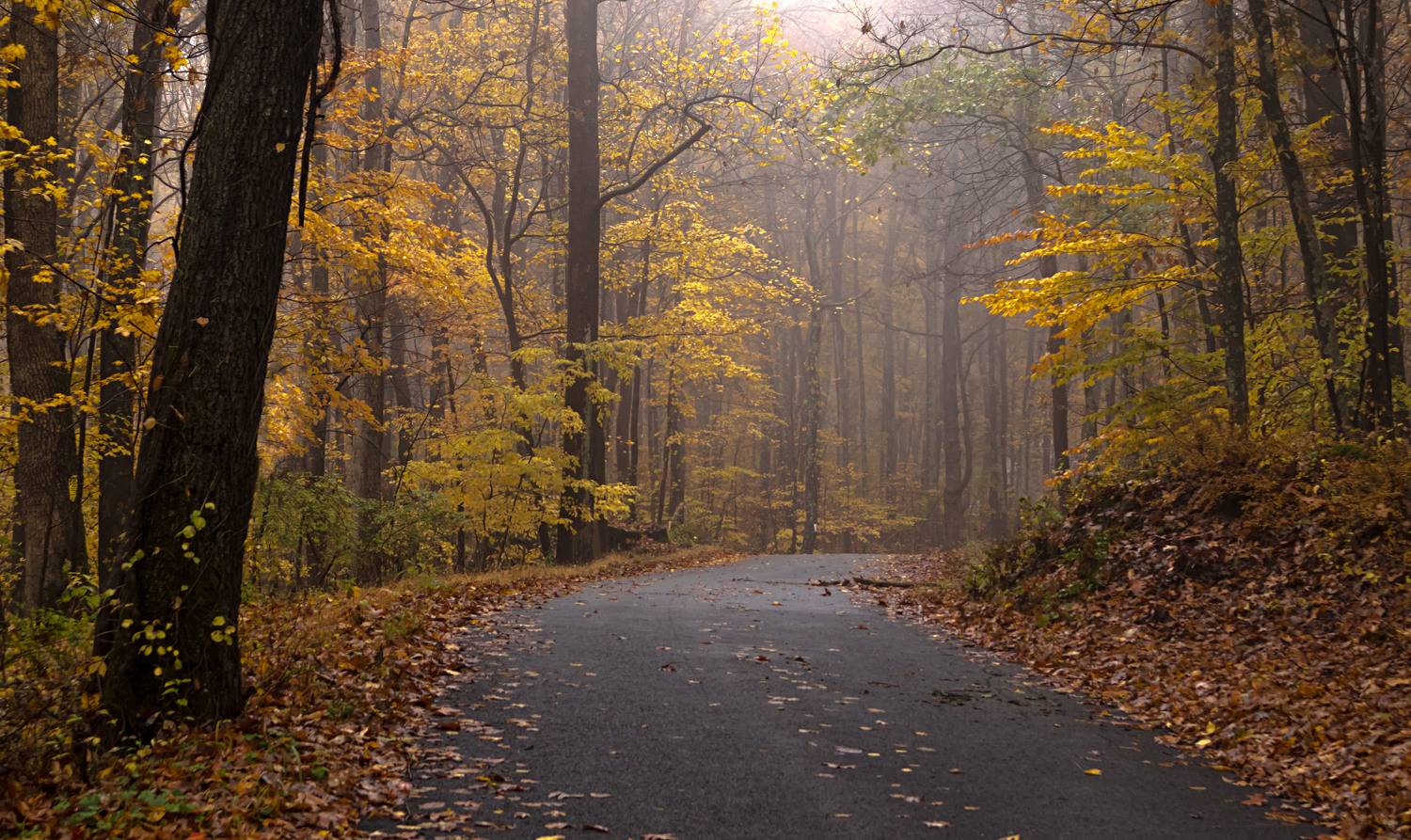 природа,осень,пейзаж,деревья,листья,дорога,, Антонина Яновска