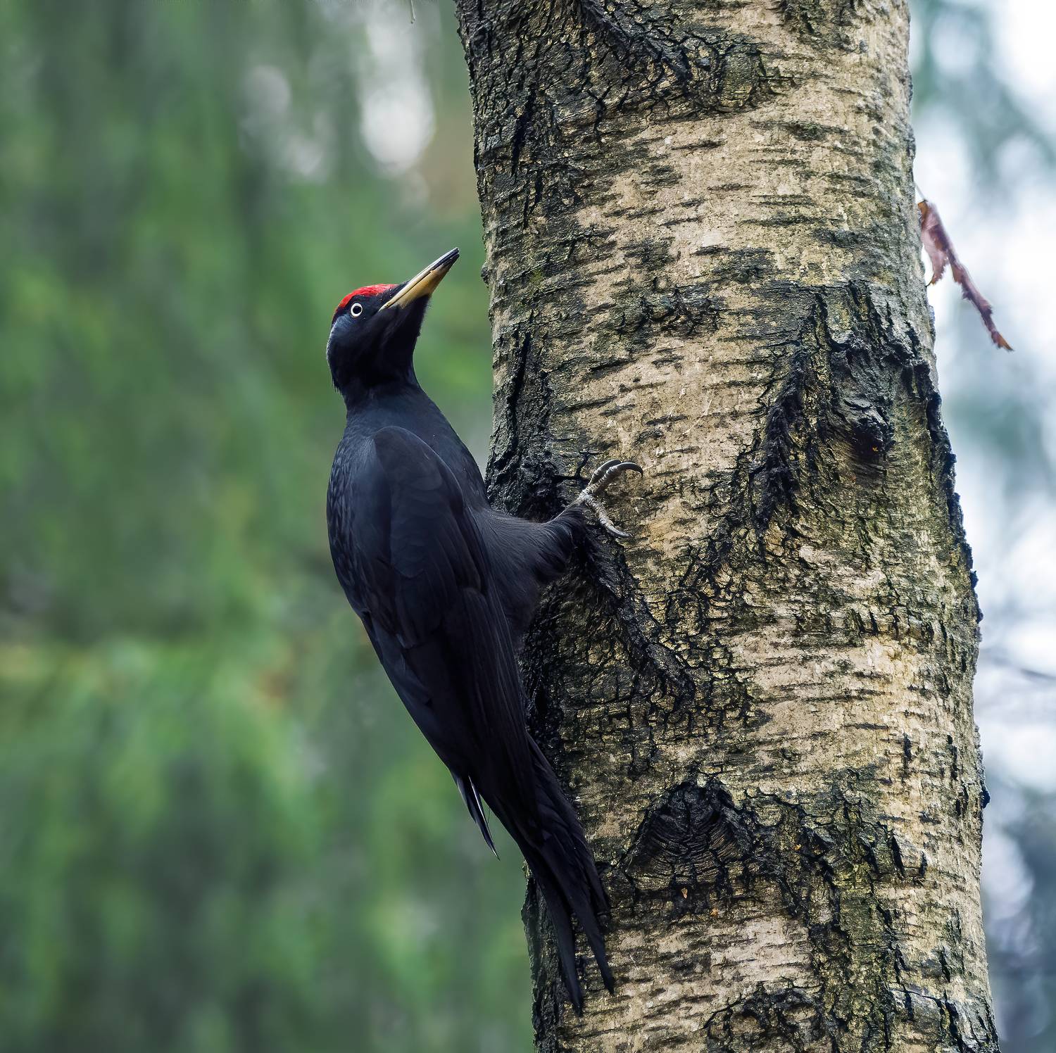 дятел, черныйдятел, woodpecker, птицы, birds, birdwatching, nikon, nikonrussia, birding, фотоохота, фотоптиц, Михаил Ездаков