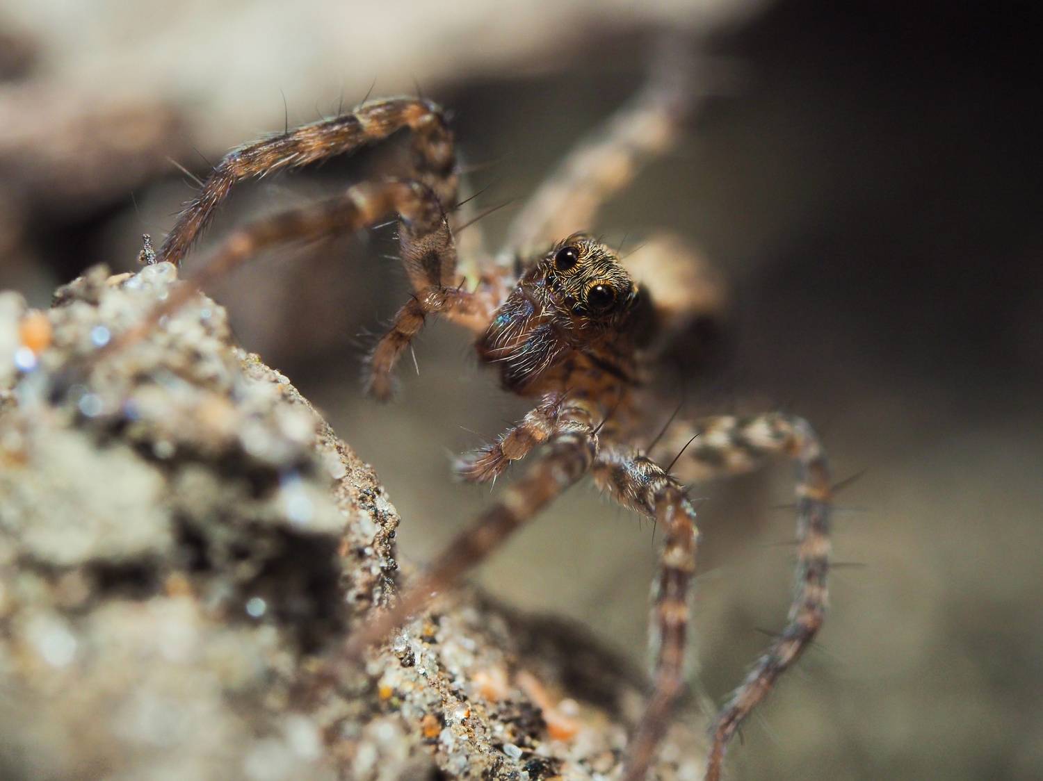 макро, паук, spider, macro, Протченко Ирина
