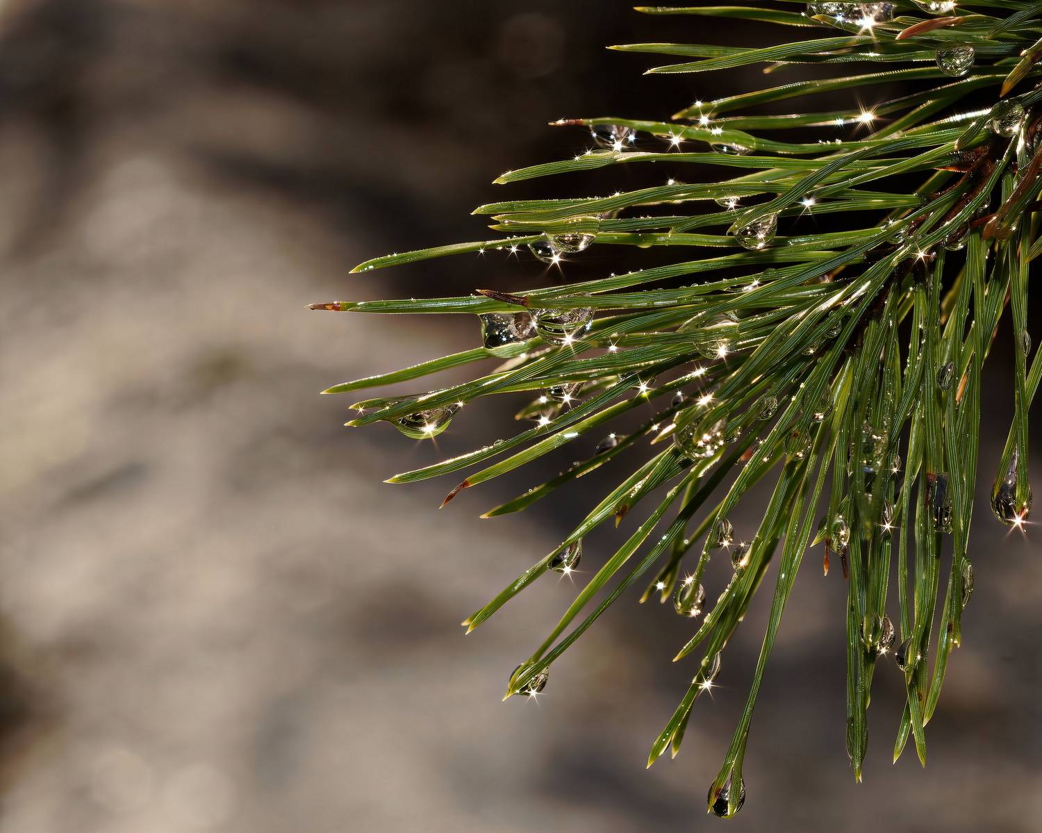 , Кузнецов Дмитрий