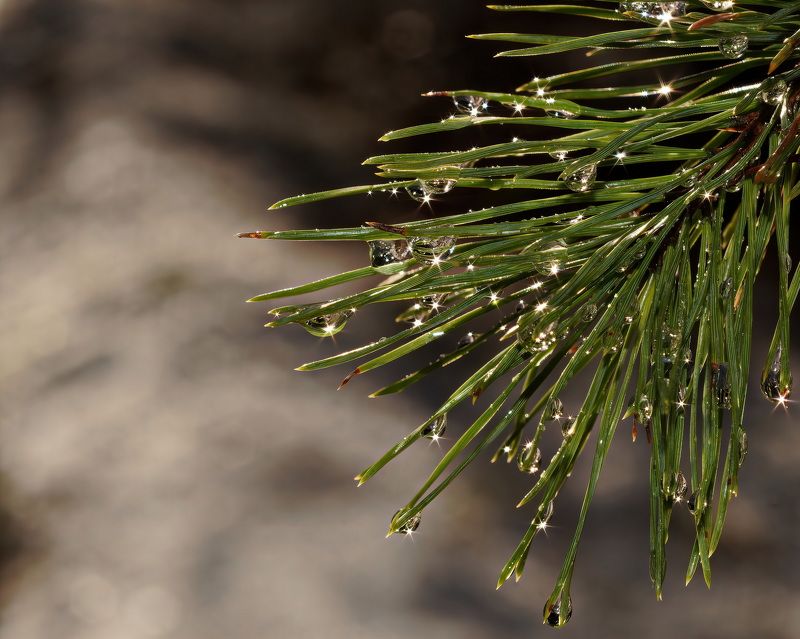 Солнечные искорки в каплях дождя фото превью