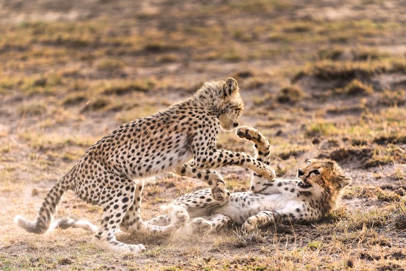 Morning play фото превью