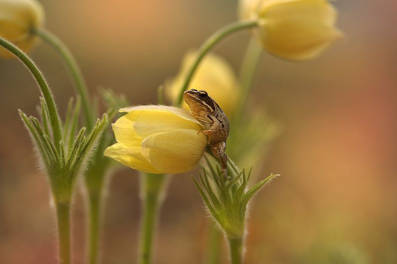 макро, природа,  боке, цветы, лягушка, прострел, подснежник, сонтрава, весна, май, лес В цветочном лесу... фото превью