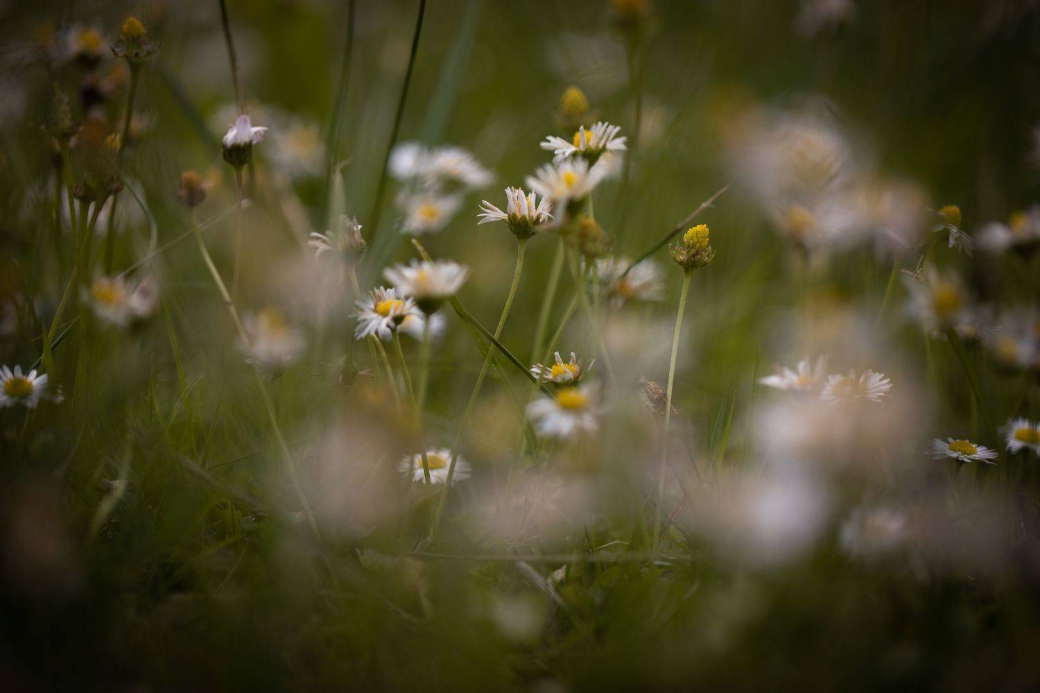 , Бравичева Анастасия