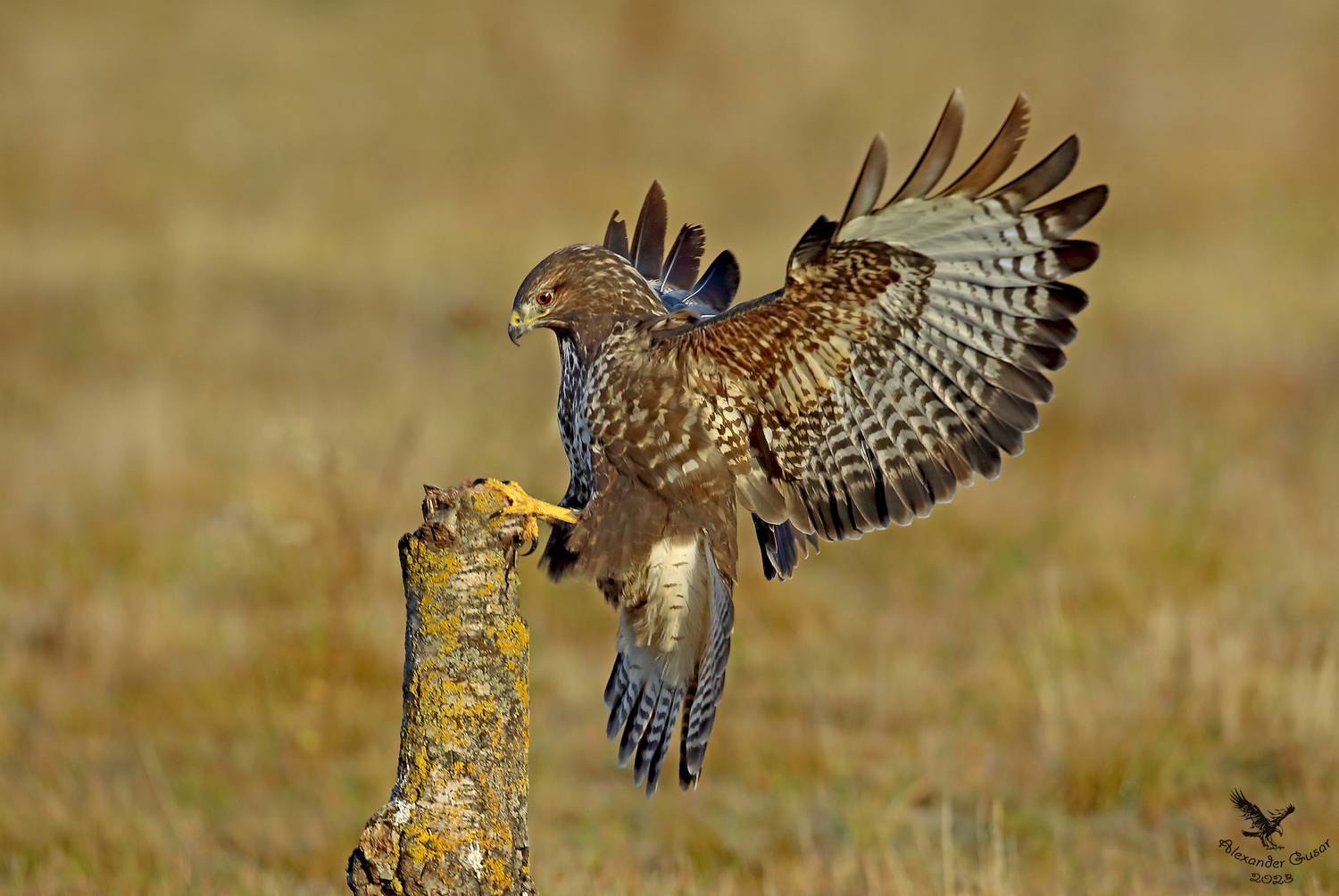 канюк, Гусар Александр