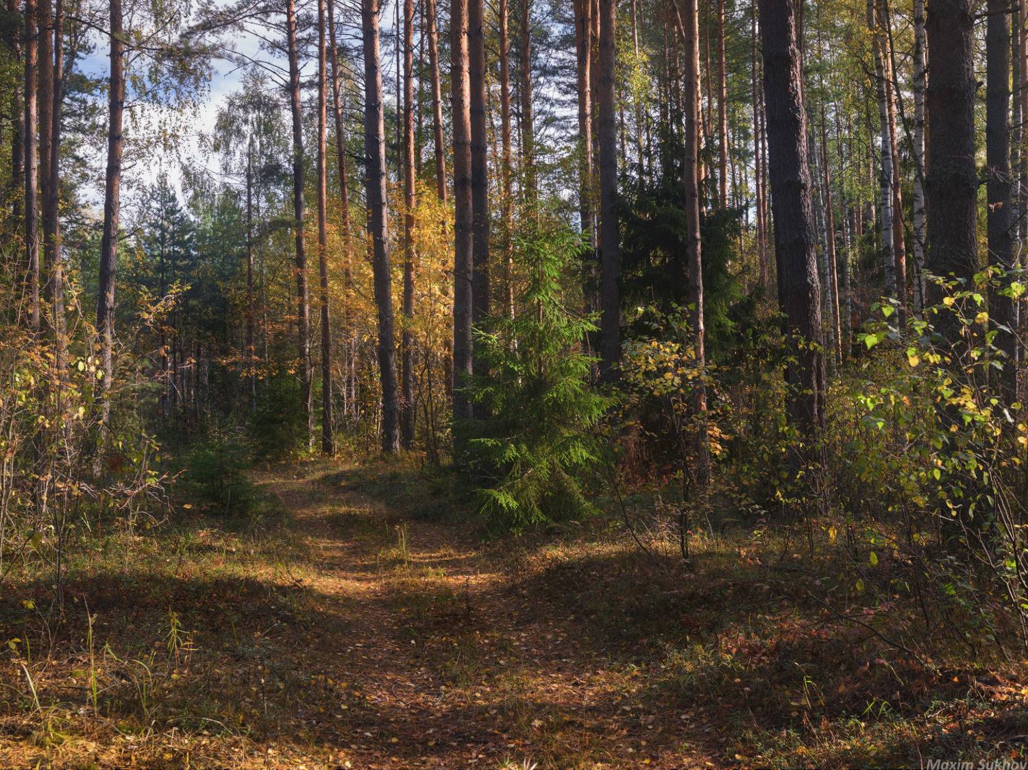 Лес, бор, сосны, осень, день, октябрь, елочки, Максим Сухов