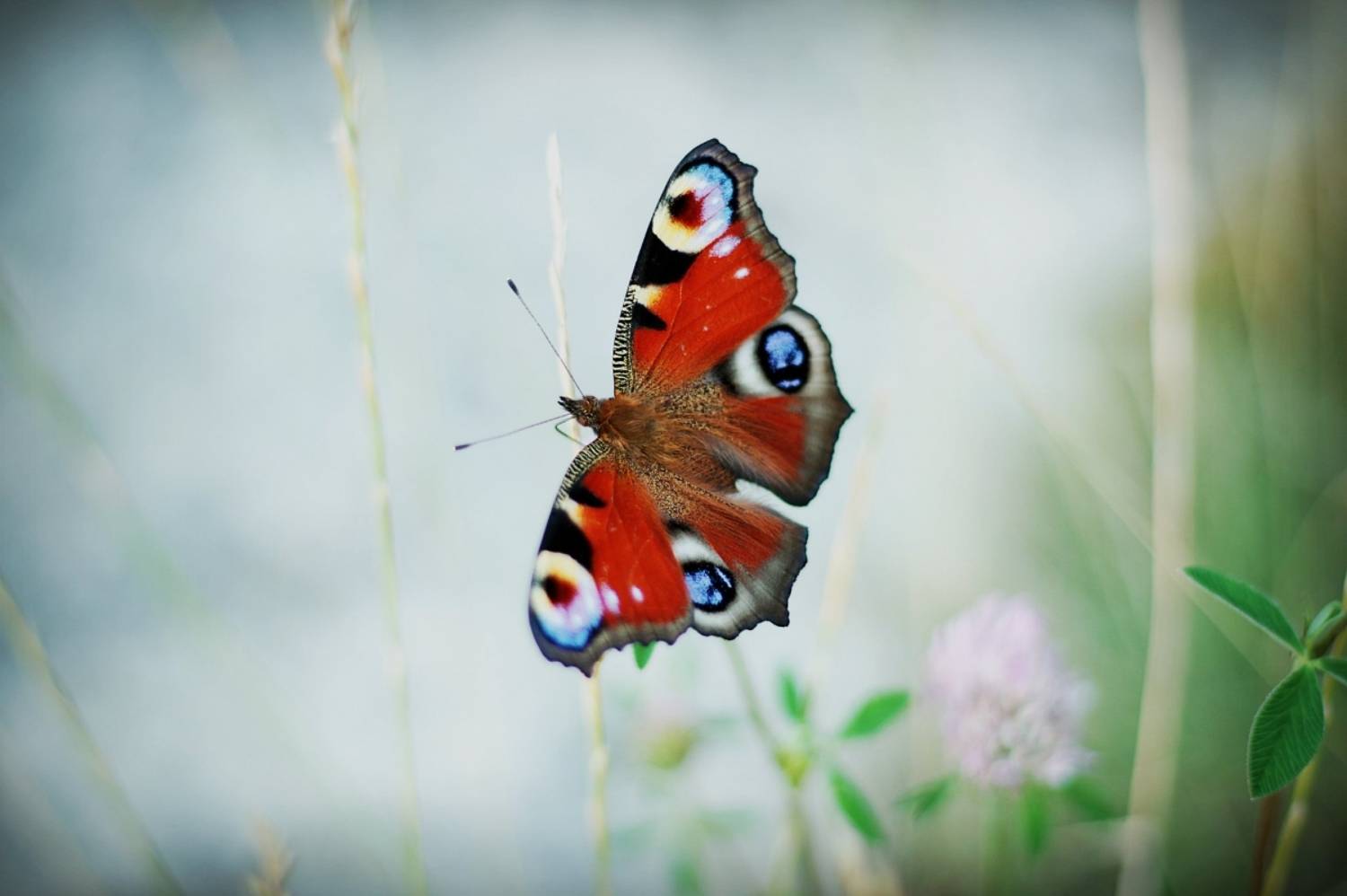 , Krzysztof Trojanowski