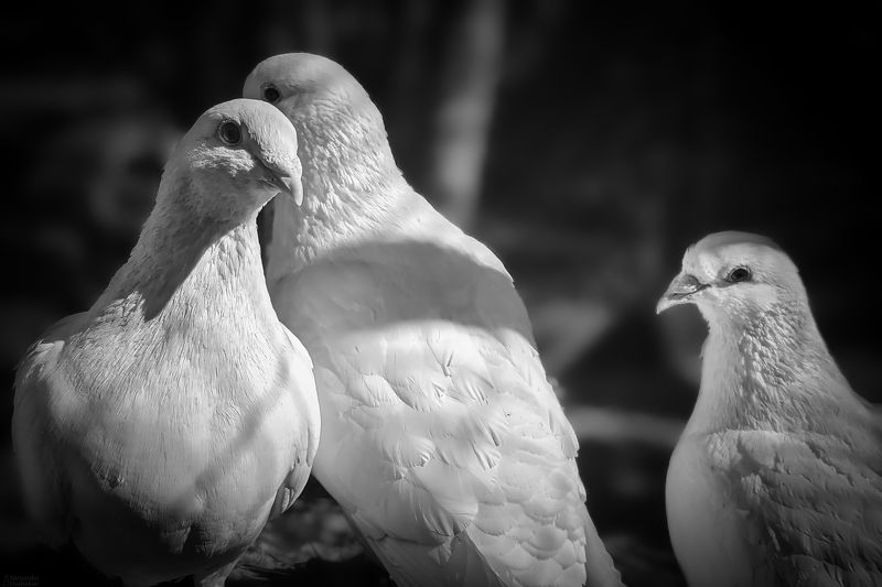 *** фото превью