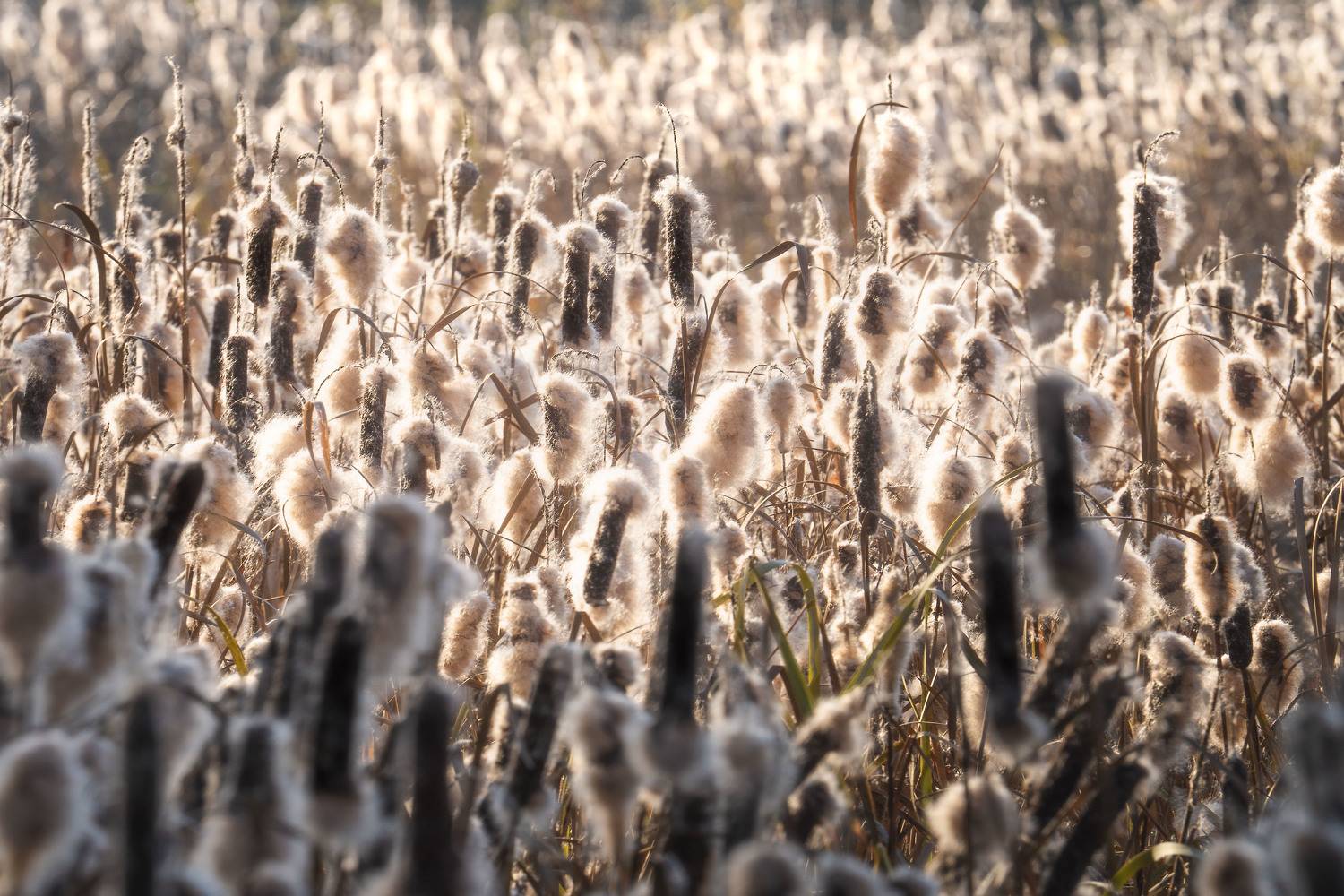 , Евгений Важенин
