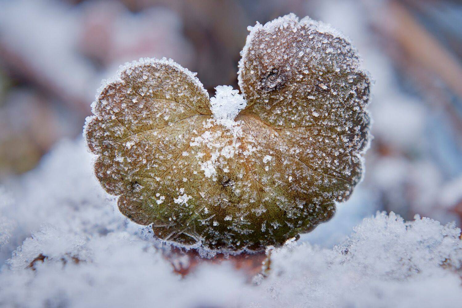 лест, снег, мороз, Валерий Вождаев