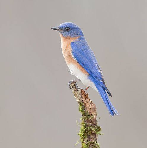 Eastern Bluebird, male -Восточная сиалия, самец