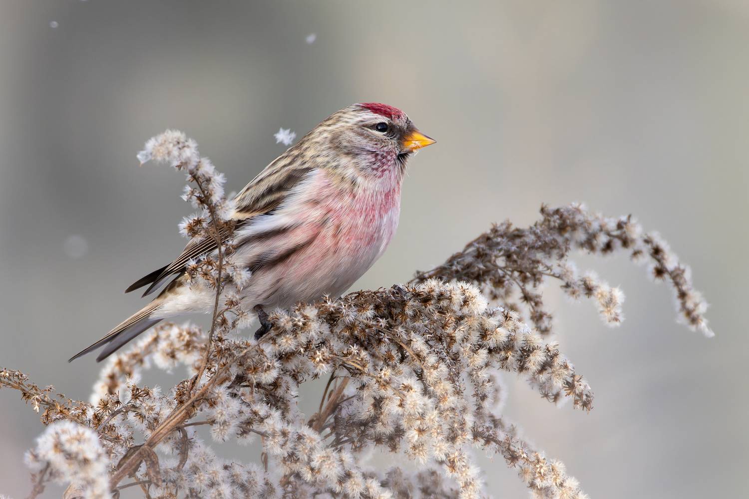 чечетка, птицы, фото птиц, Александр Шипиленко