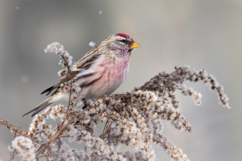 чечетка, птицы, фото птиц Чечетка. фото превью