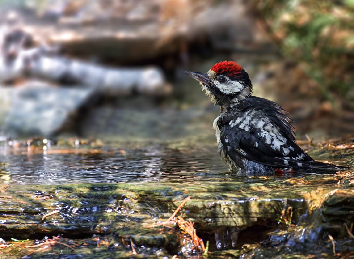 птица, дятел, купание, ручей,, Марина Мочалова