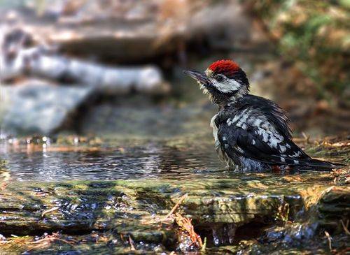 купание дятла