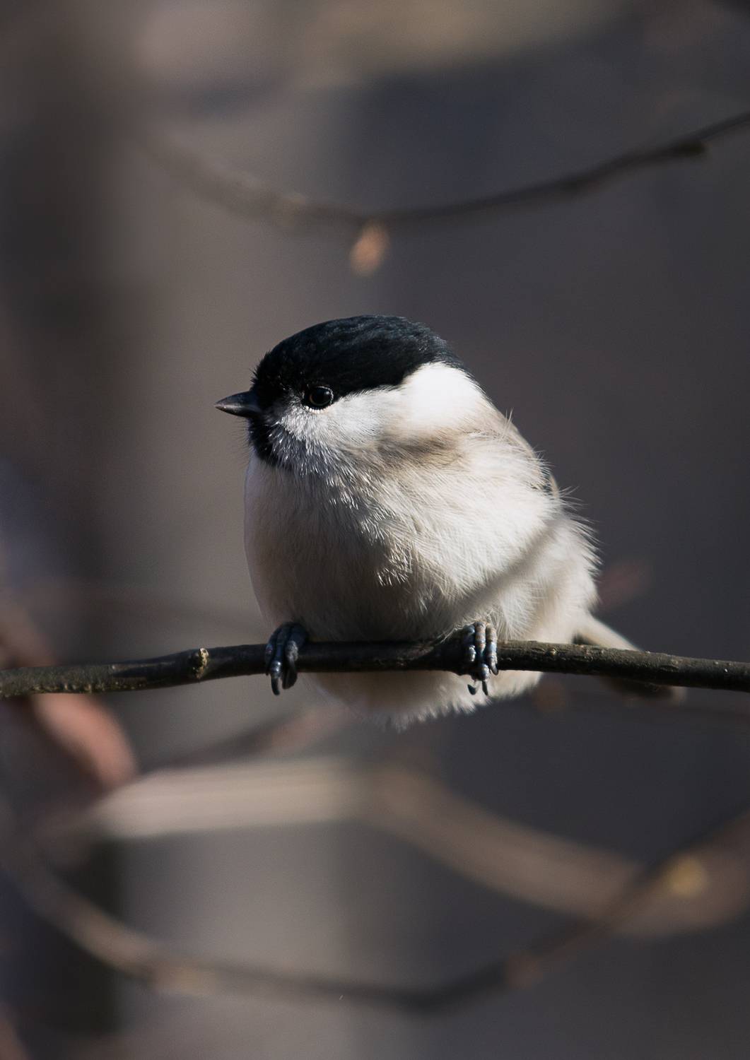 , Баранов Олег