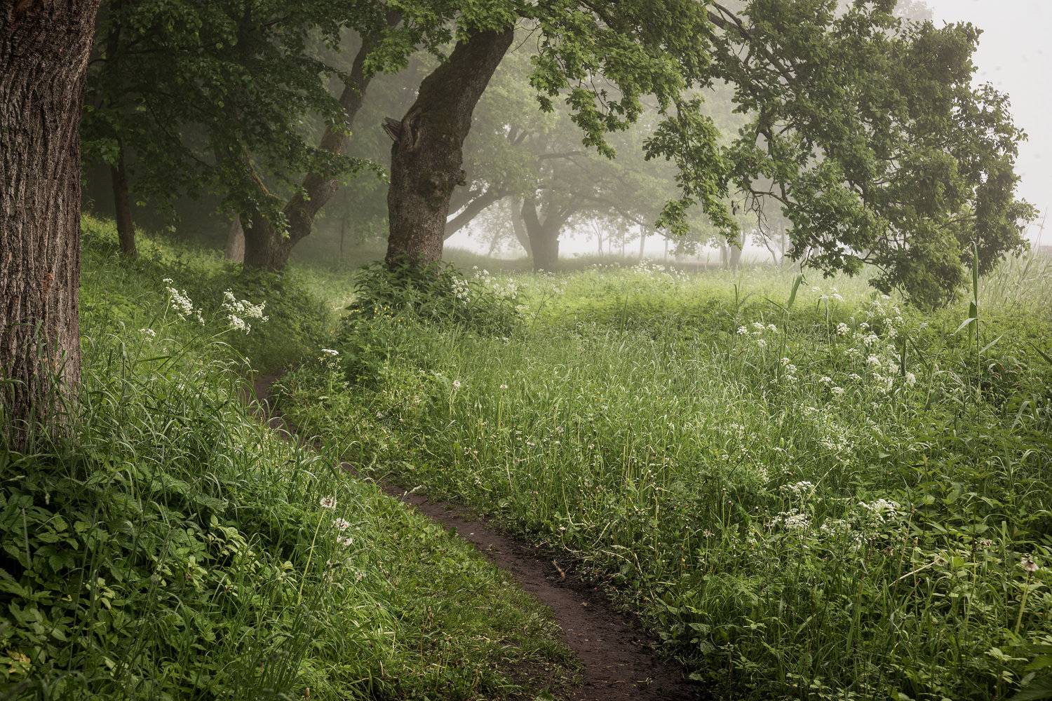 #fog #morning #old park, Nikolay Gordon