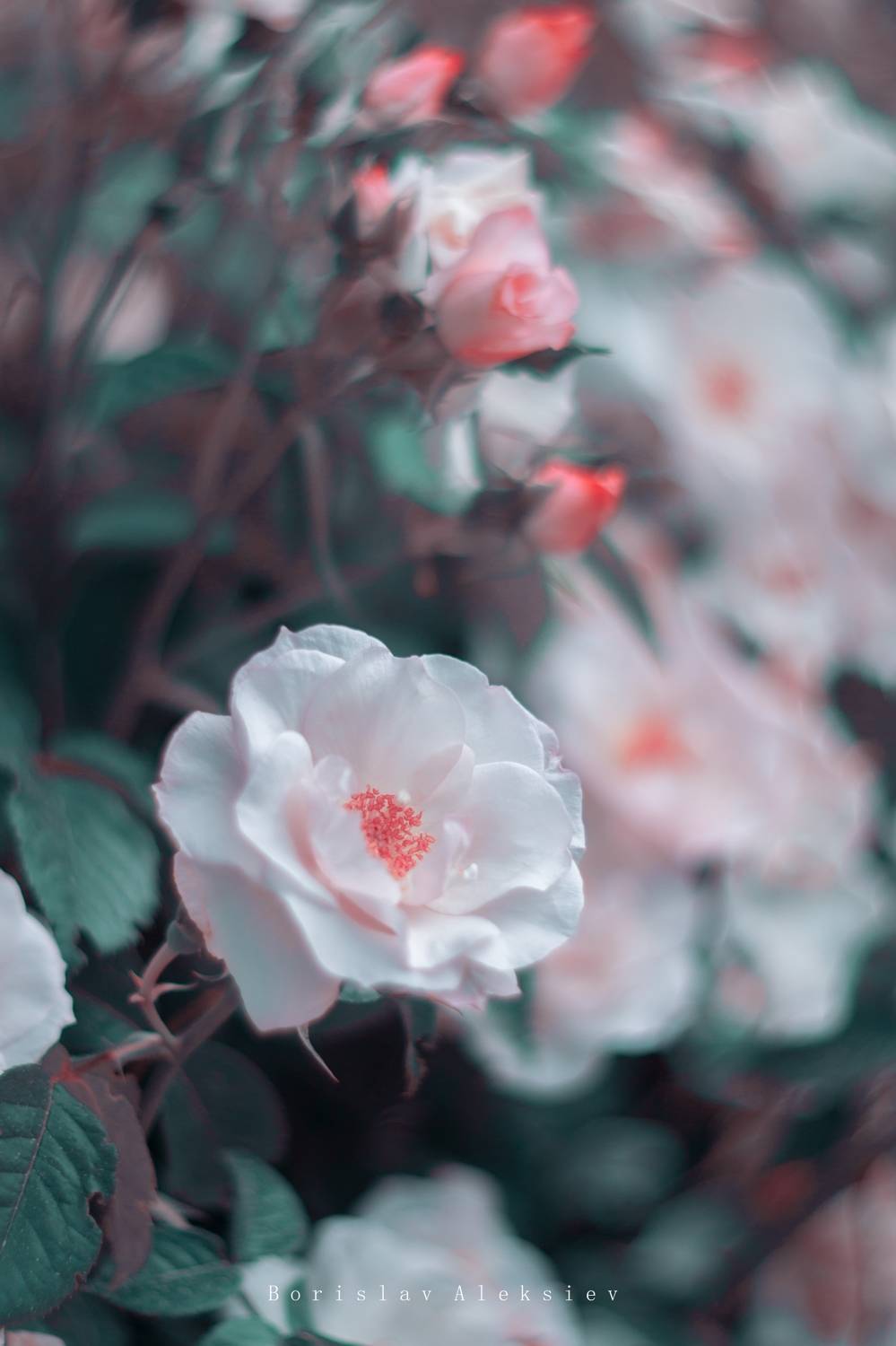 flowers,pink,green,roses,light,bokeh,nature,, Алексиев Борислав