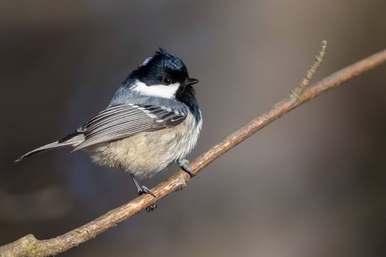 птицы, Подмосковье, Periparus ater, Елена Давыдова