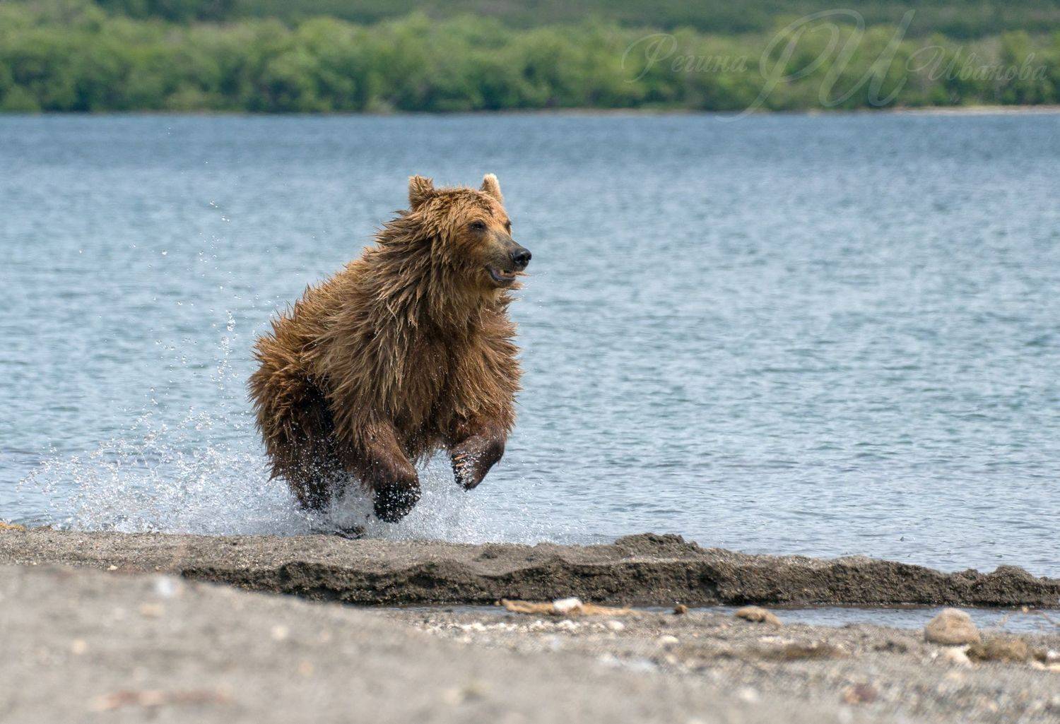 #медведикамчатки #камчатка, Иванова Регина
