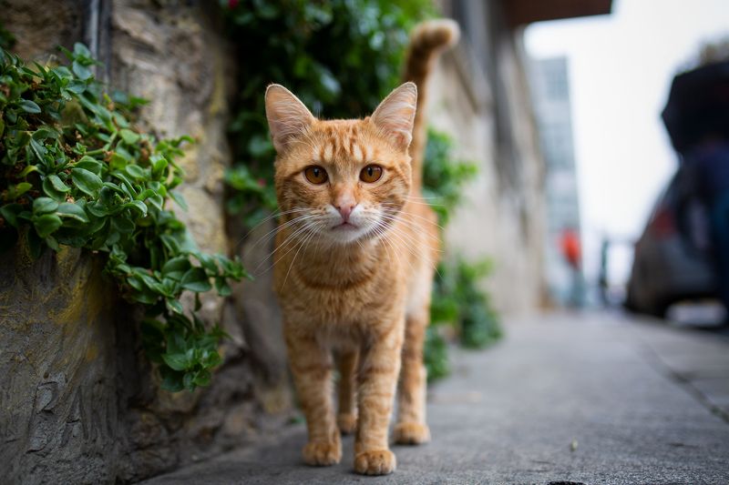 Рыжик фото превью