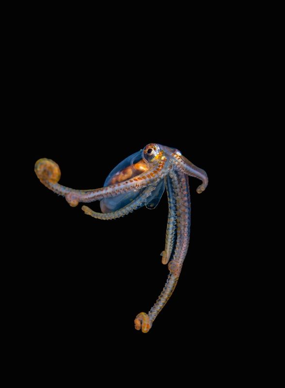 Underwater фото превью