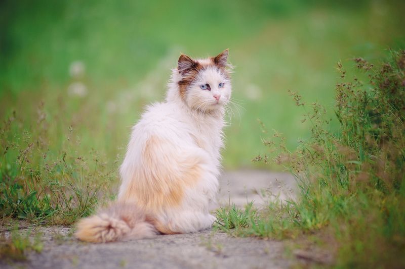 фото превью