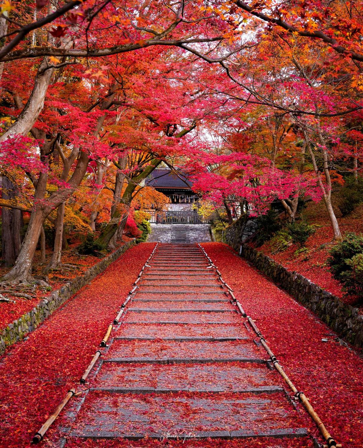 #kyoto #japan #autumn #temple, Hasan Jakaria