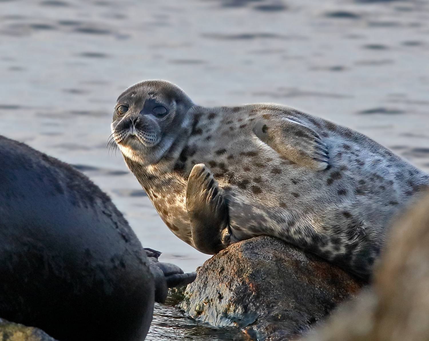, Дмитрий Елисеев